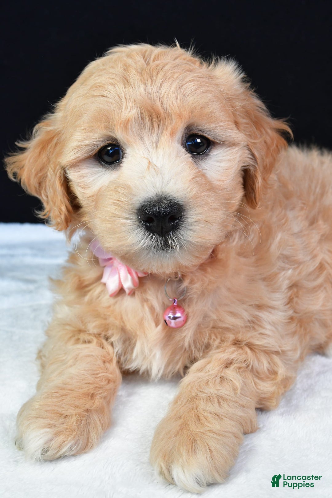Maltipoo dogs for sale: Beauty - Image 3