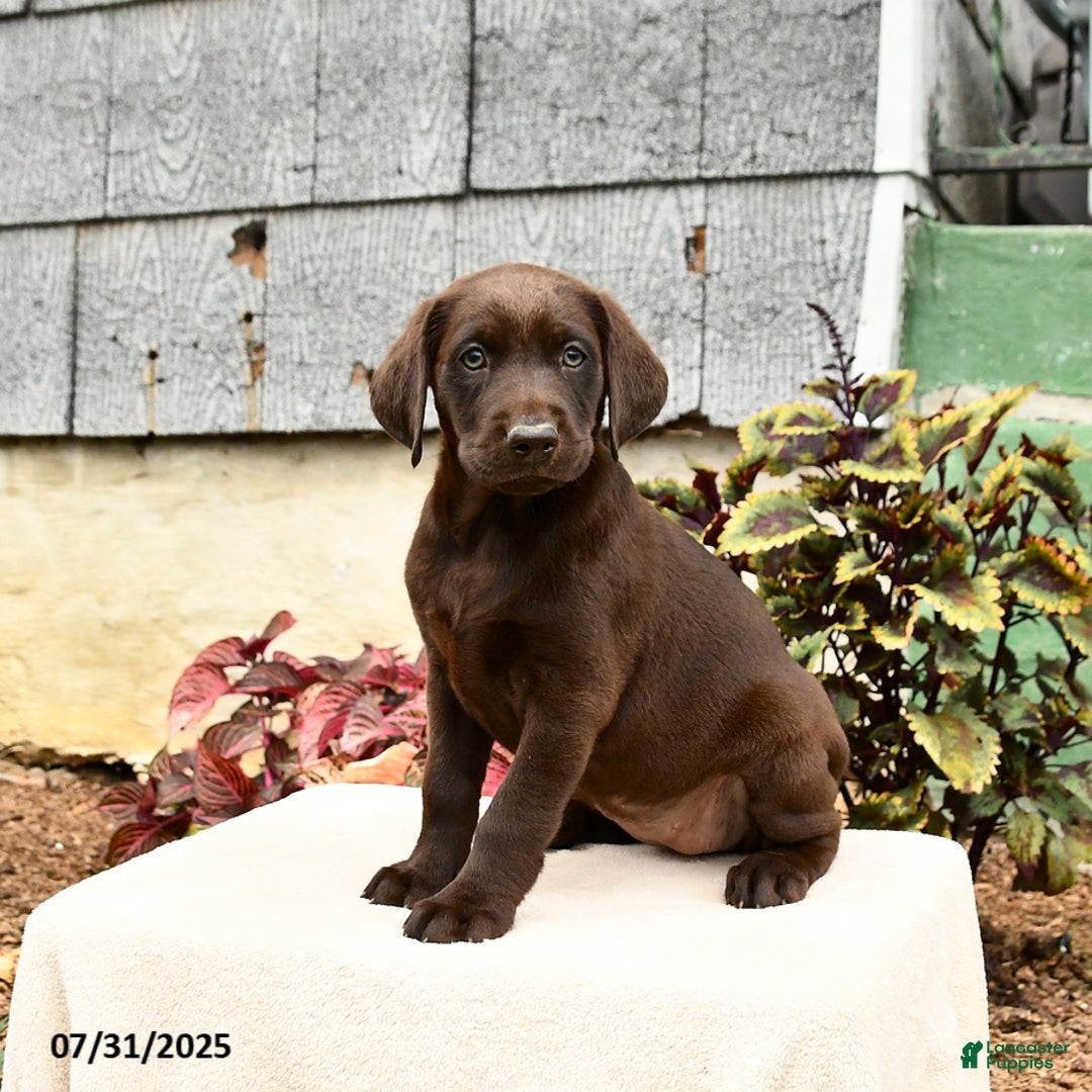 Labrador Retriever dogs for sale: Marigold - Image 1