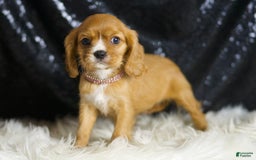 Cavalier King Charles Spaniel dogs for sale: Sonoma - Image 3