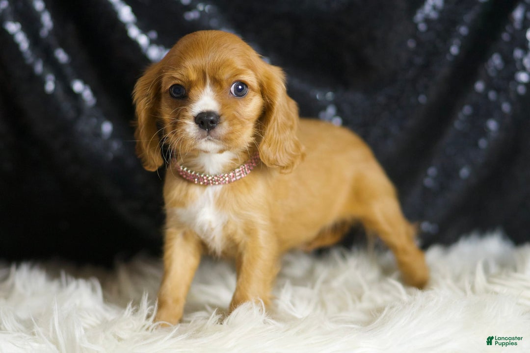 Cavalier King Charles Spaniel dogs for sale: Sonoma - Image 3
