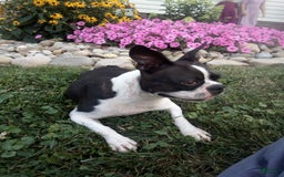 Boston Terrier dogs for sale: Murphy - Image 7