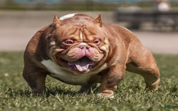American Bully dogs for sale: Lance - Image 26