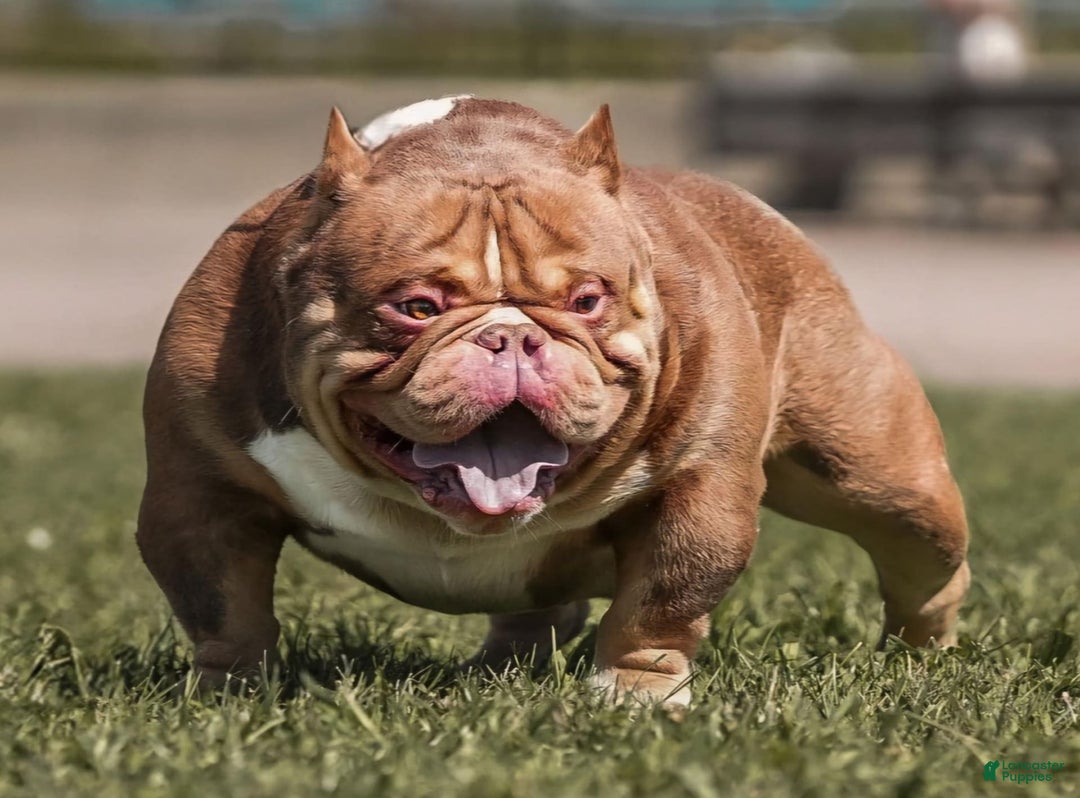 American Bully dogs for sale: Lance - Image 26