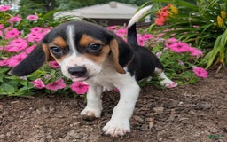 Beagle dogs for sale: Pistacio - Image 6