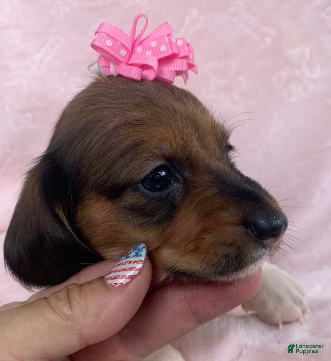 Miniature Dachshund dogs for sale: Baby Cleo - Image 5