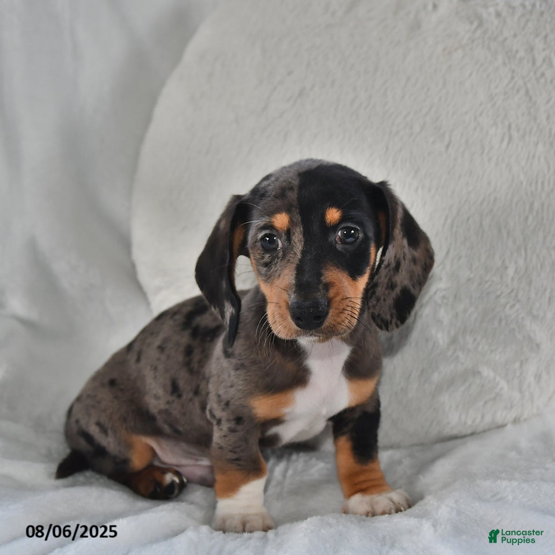 Miniature Dachshund dogs for sale: Cory - Image 3
