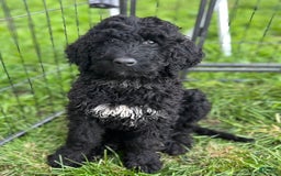 Bernedoodle dogs for sale: Oreo - Image 2