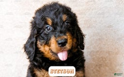 Bernedoodle dogs for sale: Stetson - Image 8