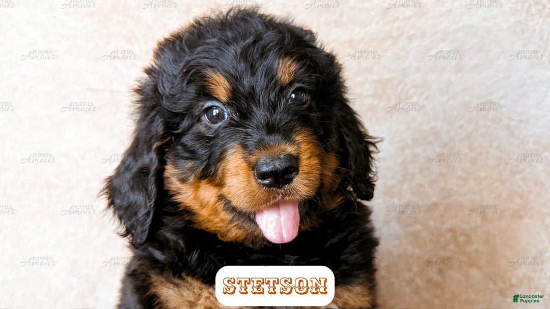 Bernedoodle dogs for sale: Stetson - Image 8