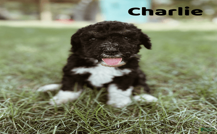 Bernedoodle dogs for sale - Ad 5