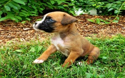Boxer dogs for sale: Zoey - Image 3