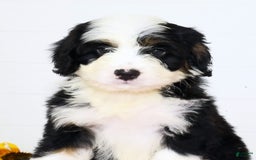 Mini Bernedoodle dogs for sale: Elsa - Image 9