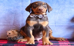 Doberman Pinscher dogs for sale: Domino - Image 8