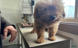 Havapoo dogs for sale: Honey - Image 3