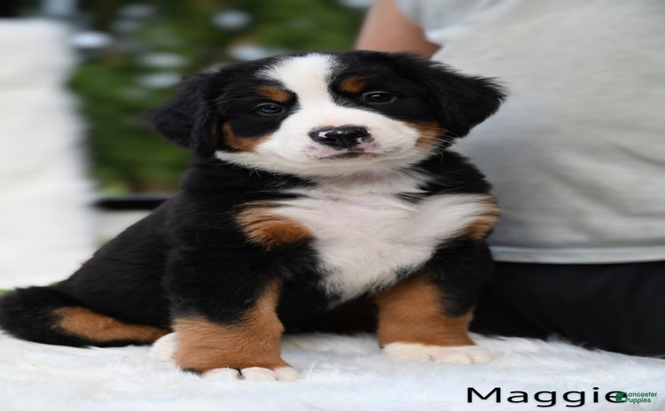 Bernese Mountain Dog dogs for sale - Ad 1