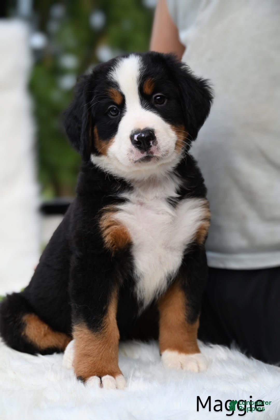Bernese Mountain Dog dogs for sale: Maggie - Image 1