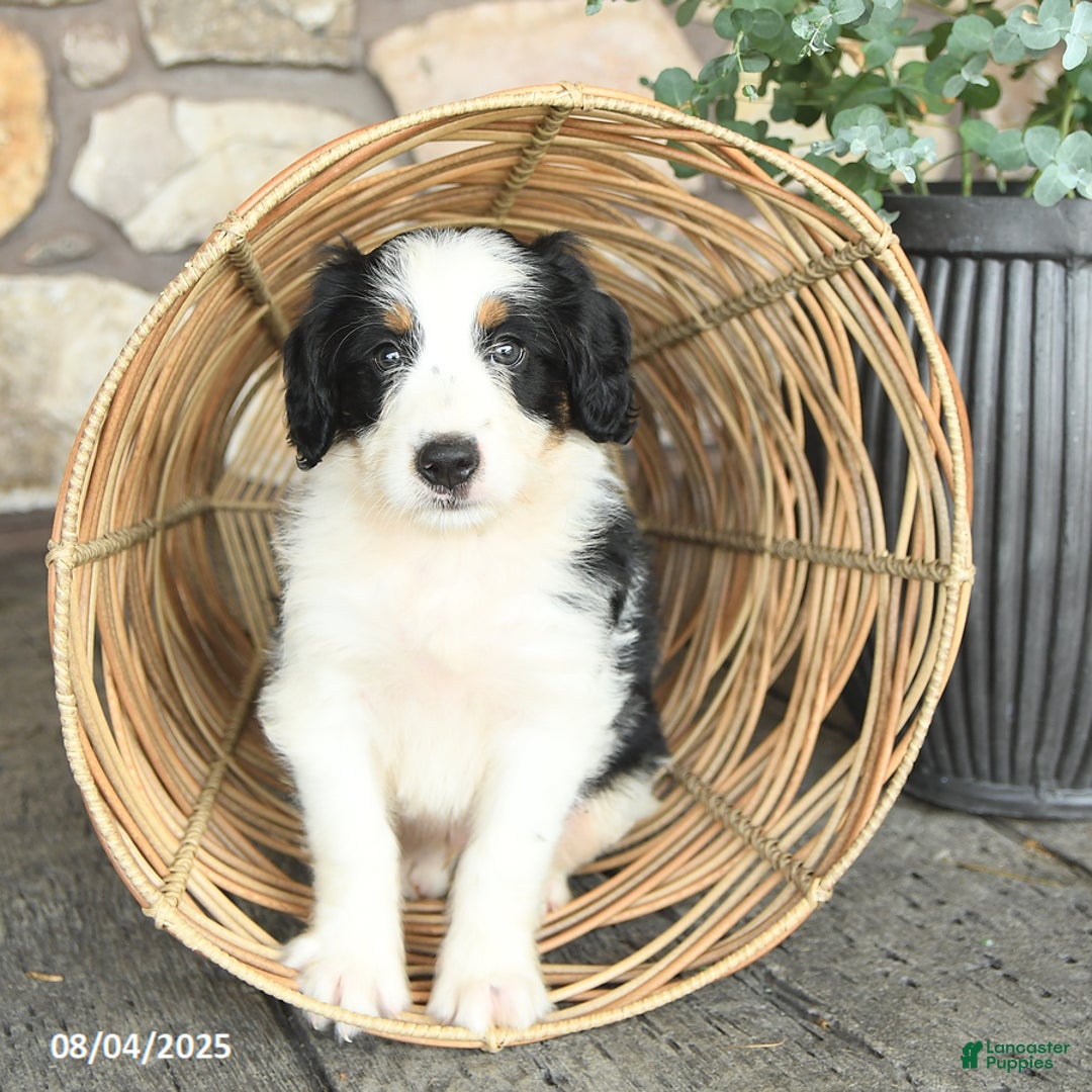 Mini Bernedoodle dogs for sale: Mini Bernedoodle 4 puppies - Image 18