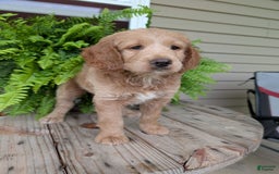 Goldendoodle dogs for sale: Lolly - Image 3