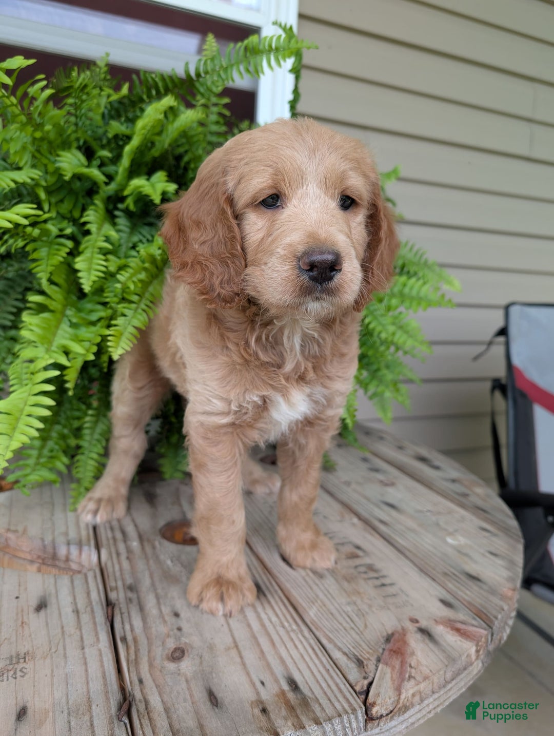 Goldendoodle dogs for sale: Lolly - Image 3