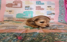 Miniature Dachshund dogs for sale: Chip - Image 6