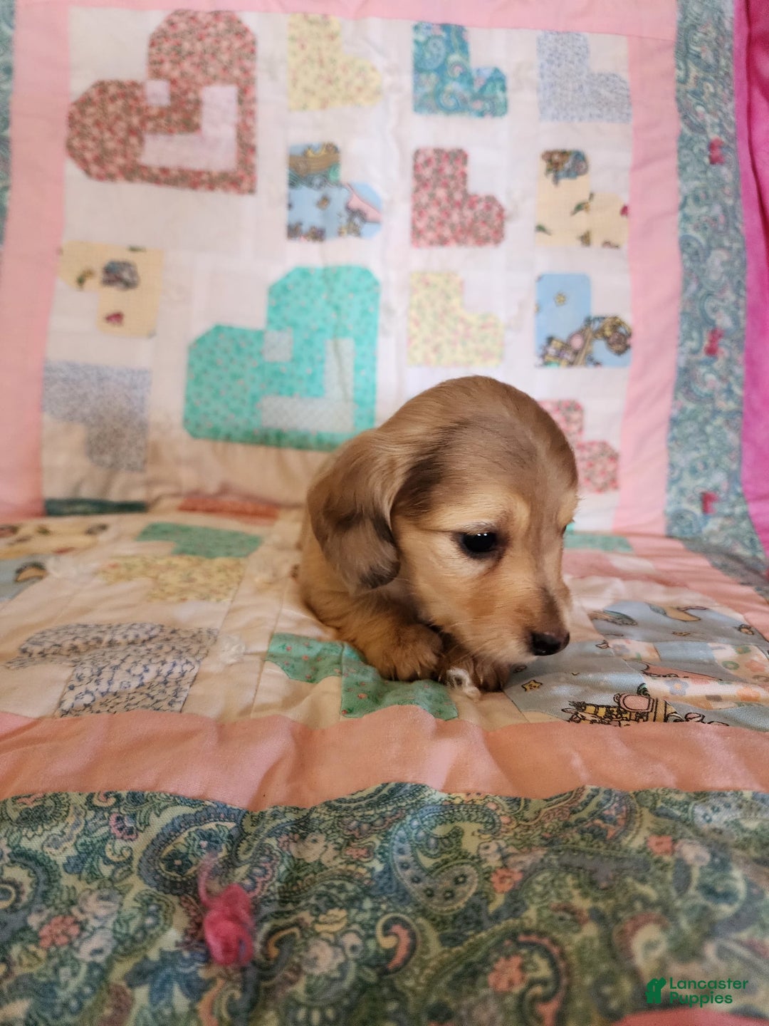 Miniature Dachshund dogs for sale: Chip - Image 6