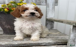 Cavapoo dogs for sale: Cassidy - Image 4
