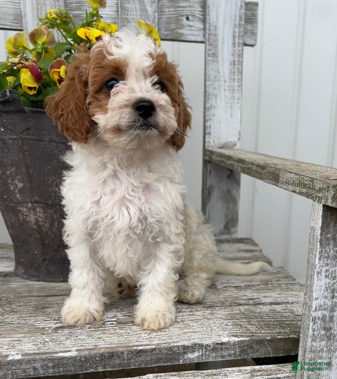 Cavapoo dogs for sale: Cassidy - Image 4