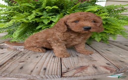 Mini Goldendoodle dogs for sale: Mini -kobe - Image 15