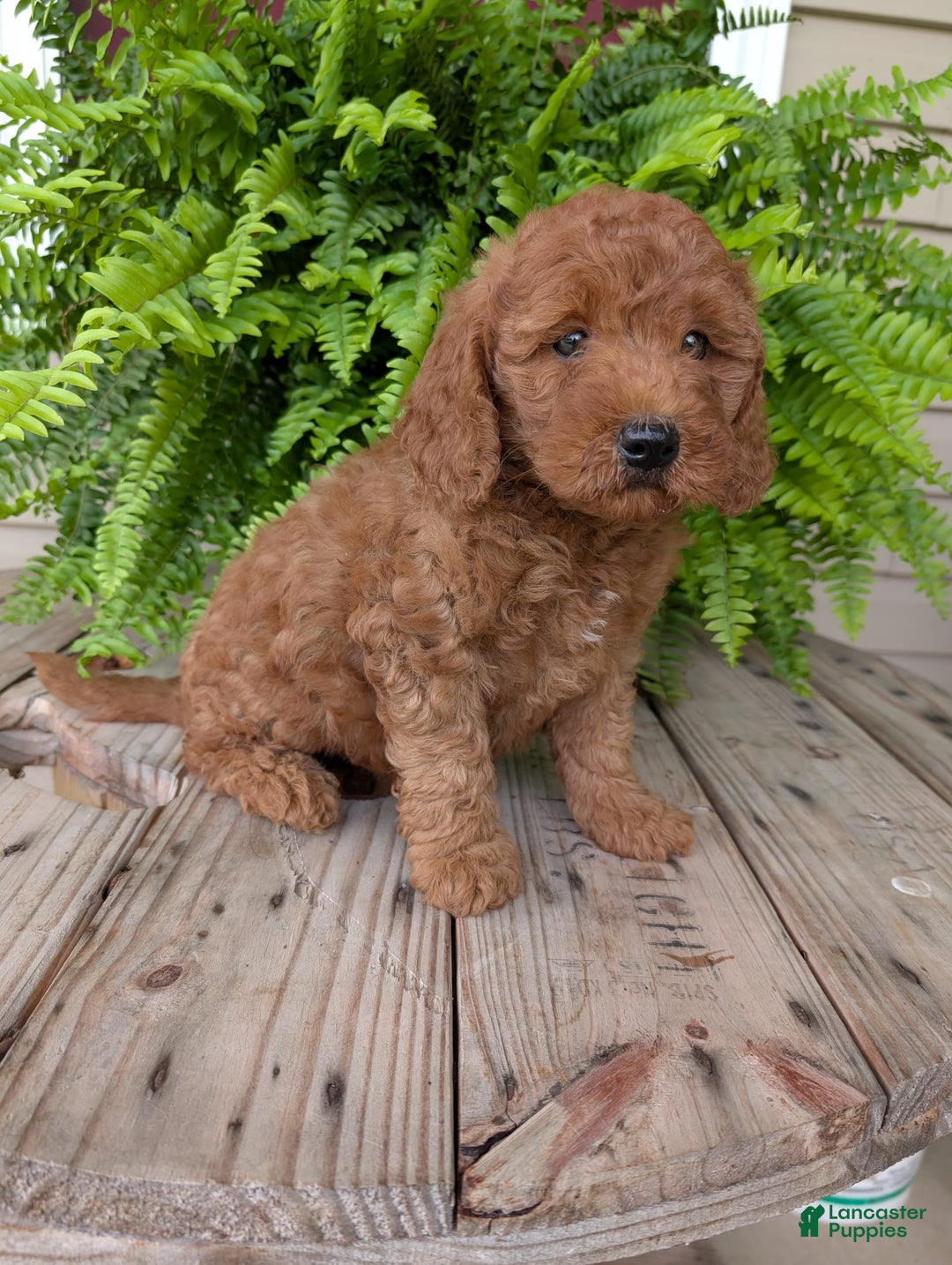 Mini Goldendoodle dogs for sale: Mini -kobe - Image 15