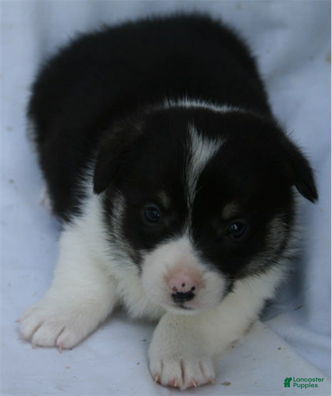 Welsh Corgi Pembroke dogs for sale: Puppy 5 - Image 1