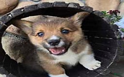 Welsh Corgi Pembroke dogs for sale: Bover - Image 3