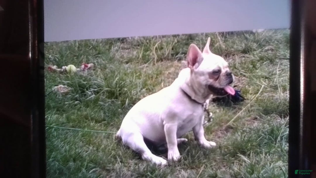 French Bulldog dogs for sale: Casey - Image 2