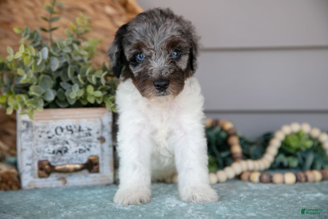 Miniature Poodle dogs for sale: Taz - Image 1