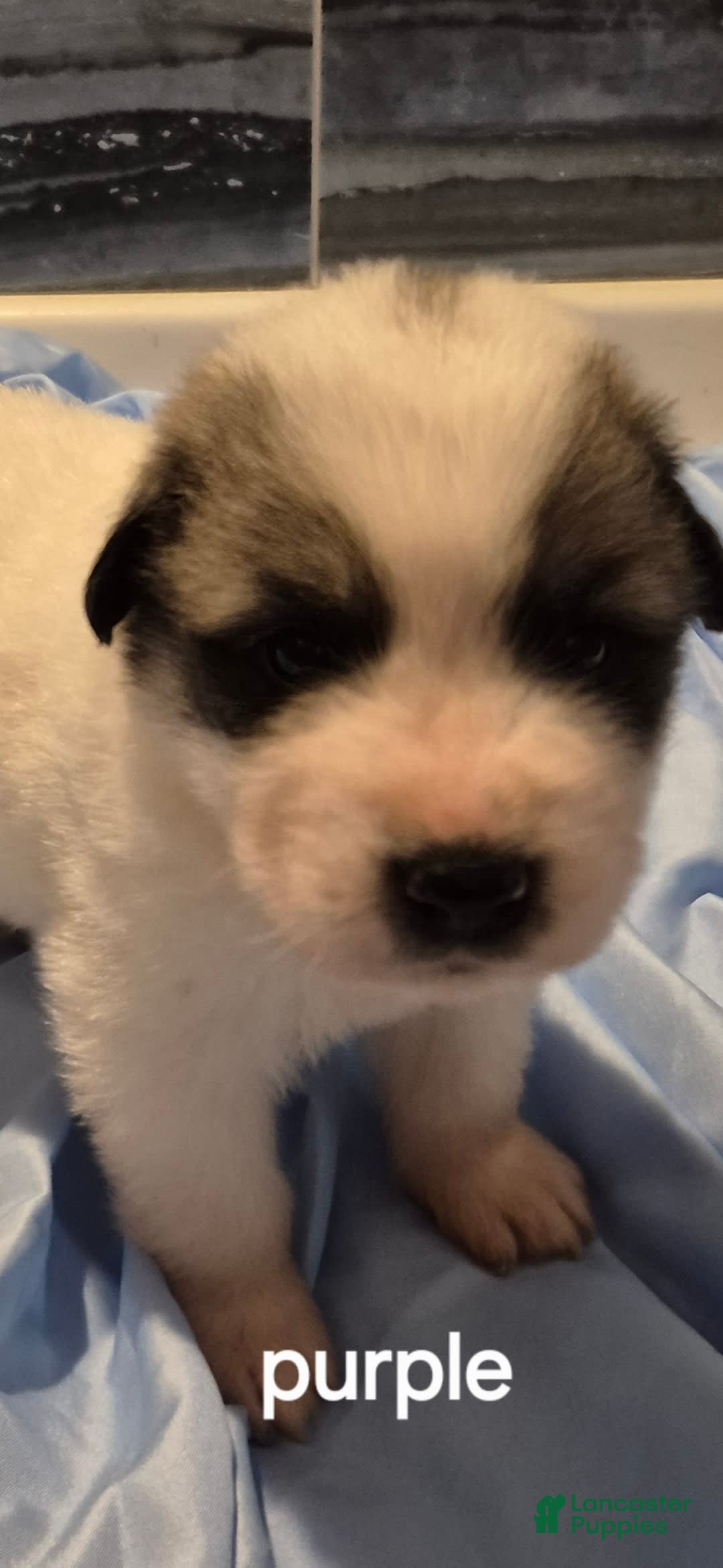 Great Pyrenees dogs for sale: Purple - Image 10