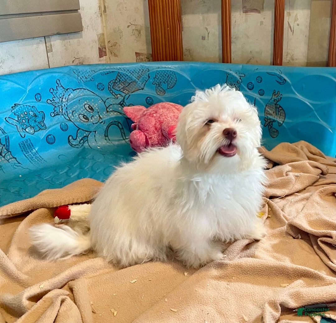 Havanese dogs for sale: Helen - Image 6