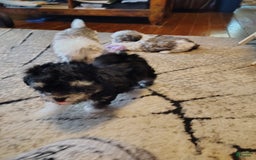 Maltipoo dogs for sale: Olive - Image 12