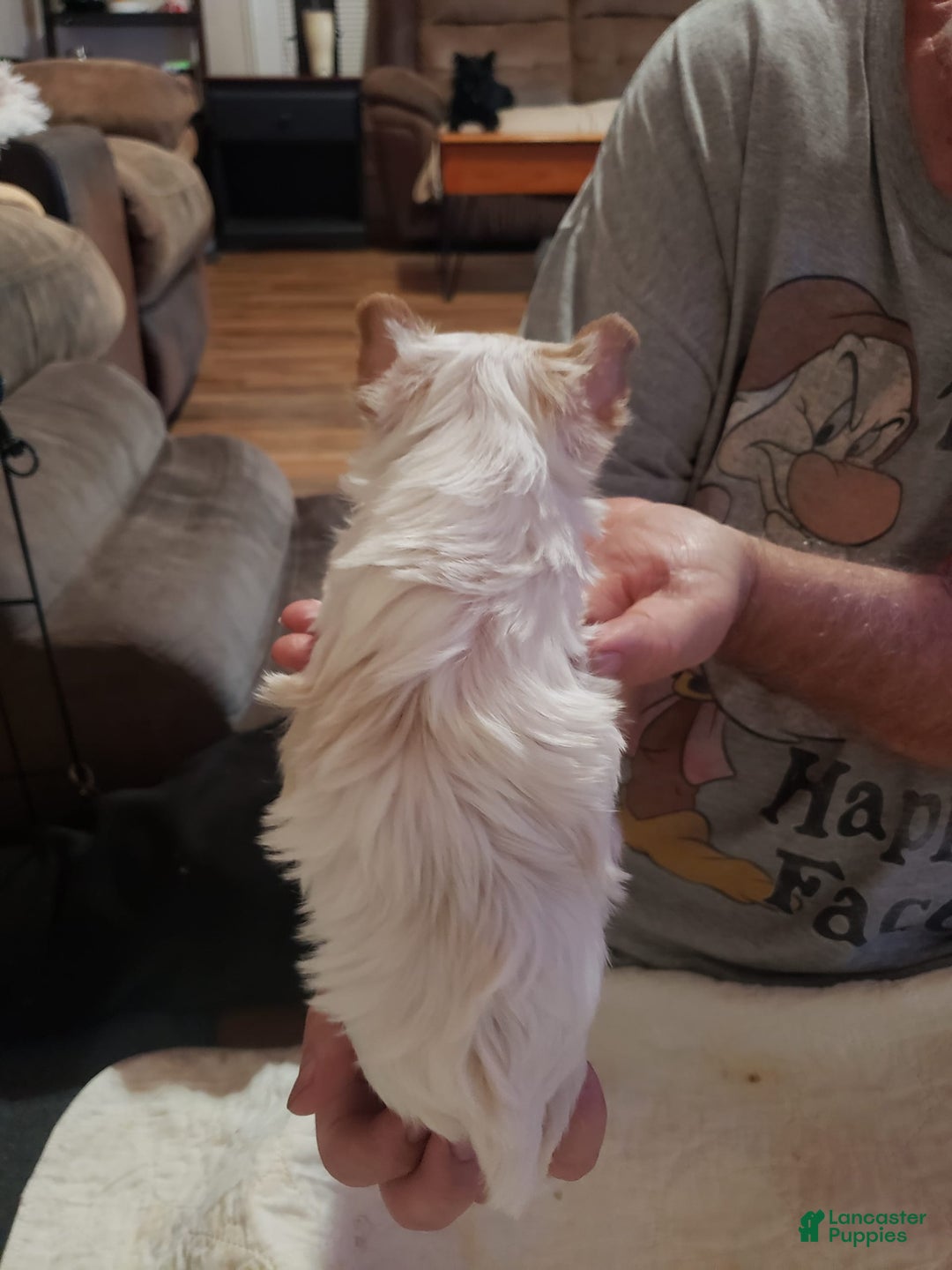Yorkshire Terrier dogs for sale: Dixon - Image 2