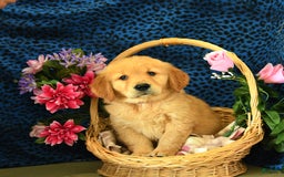 Golden Retriever dogs for sale: Lex - Listing for pets: Lilly, Linda, Lizzy, Lex, Ludwig - Image 5