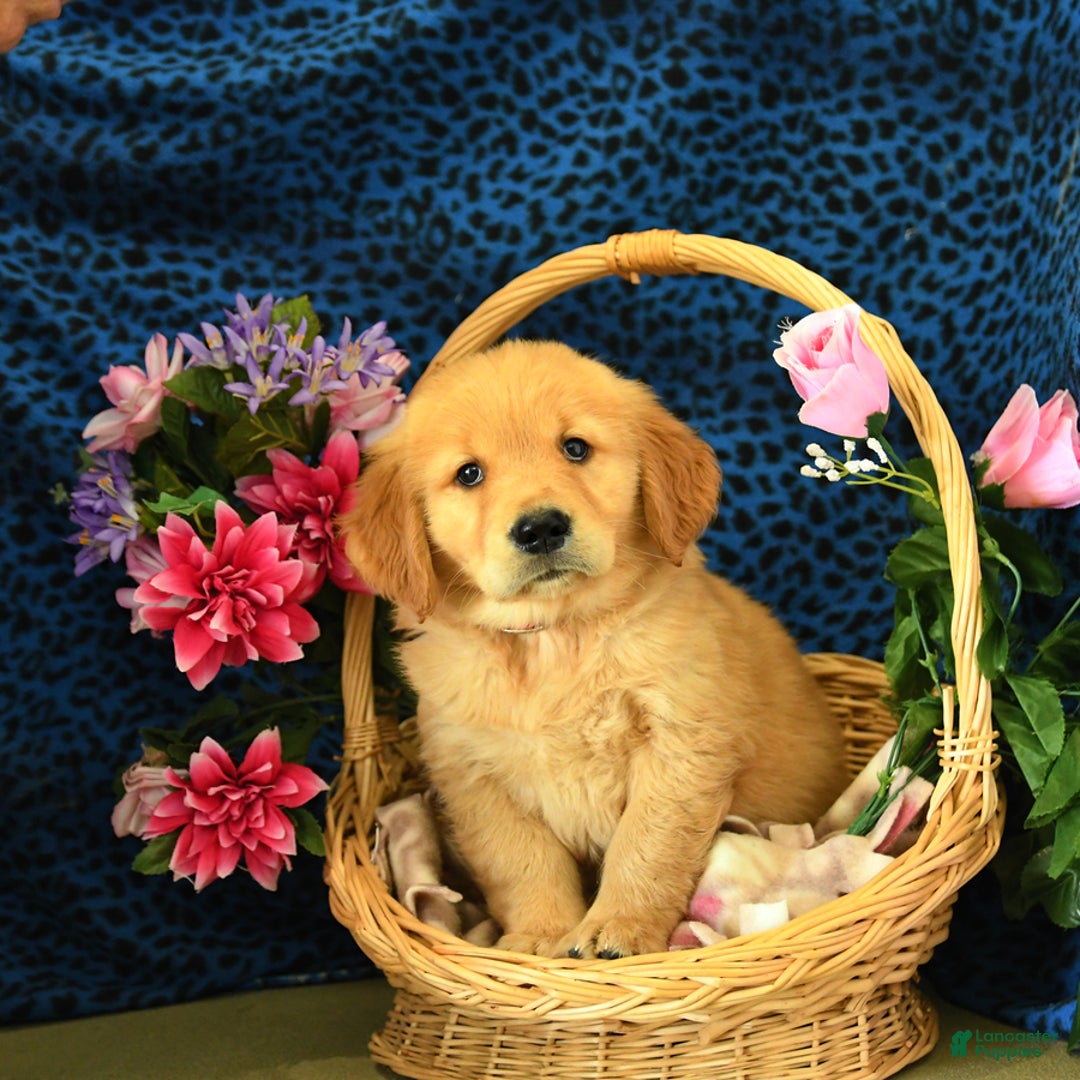 Golden Retriever dogs for sale: Lex - Listing for pets: Lilly, Linda, Lizzy, Lex, Ludwig - Image 5