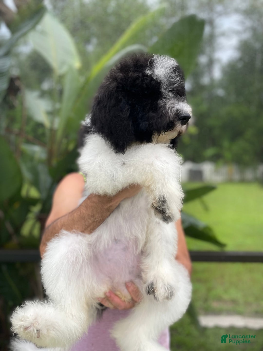 Goldendoodle dogs for sale: Lexy - Image 6