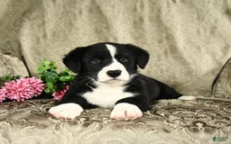 Bernese Mountain Dog dogs for sale: Felix - Image 7