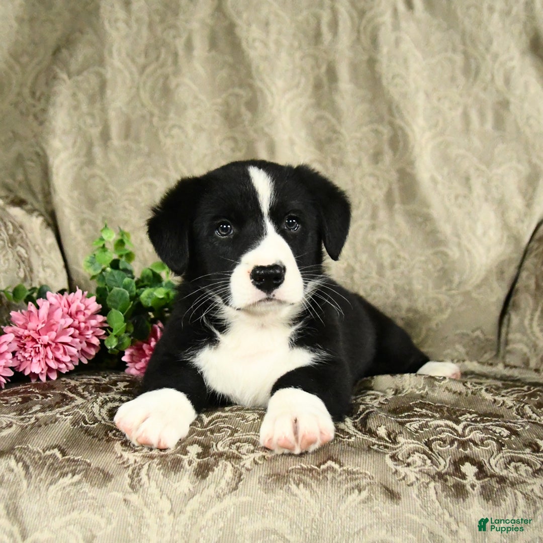 Bernese Mountain Dog dogs for sale: Felix - Image 7