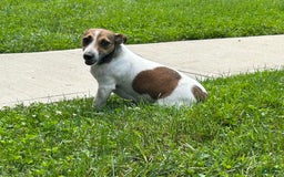 Jack Russell Terrier dogs for sale: Bella - Image 5