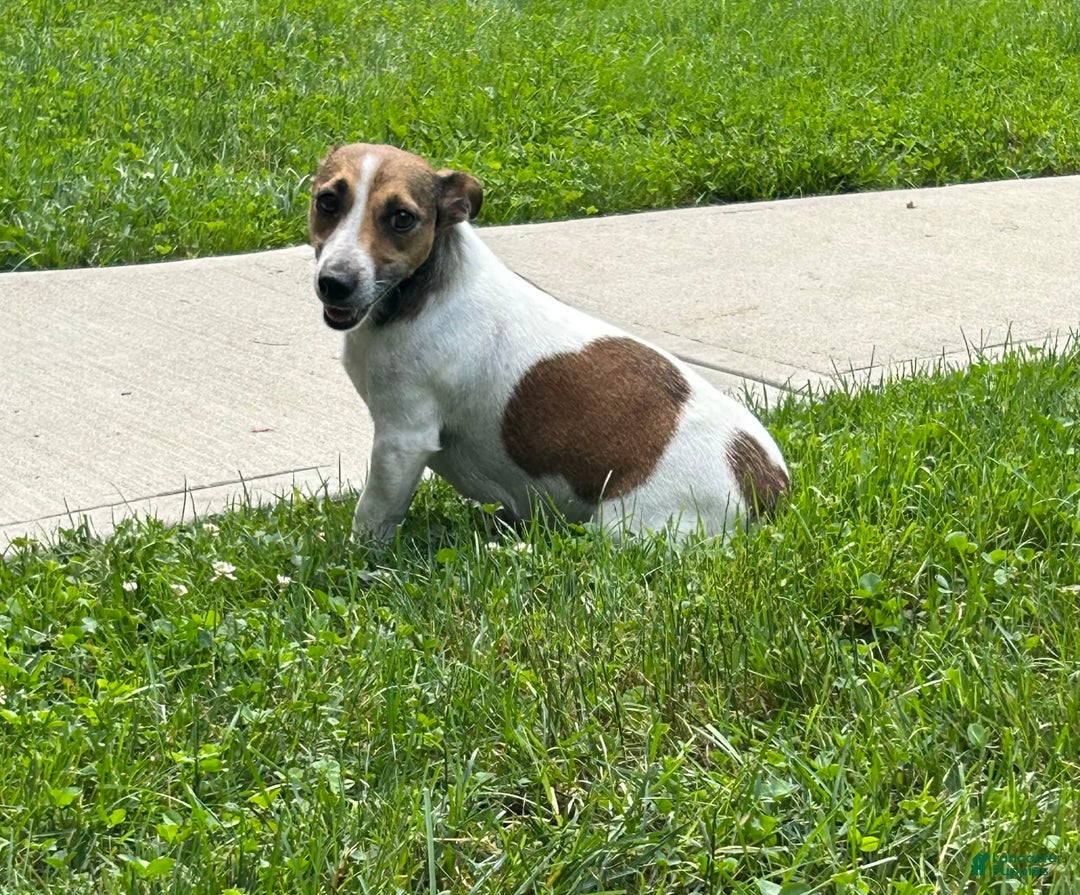 Jack Russell Terrier dogs for sale: Bella - Image 5