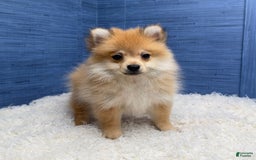 Pomeranian dogs for sale: Desiree - Image 2