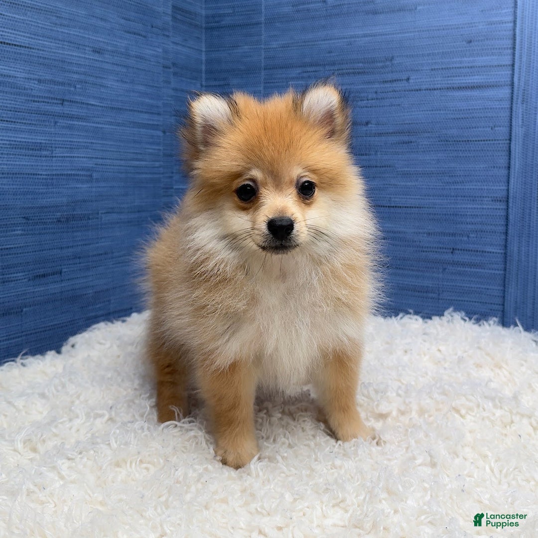 Pomeranian dogs for sale: Desiree - Image 2