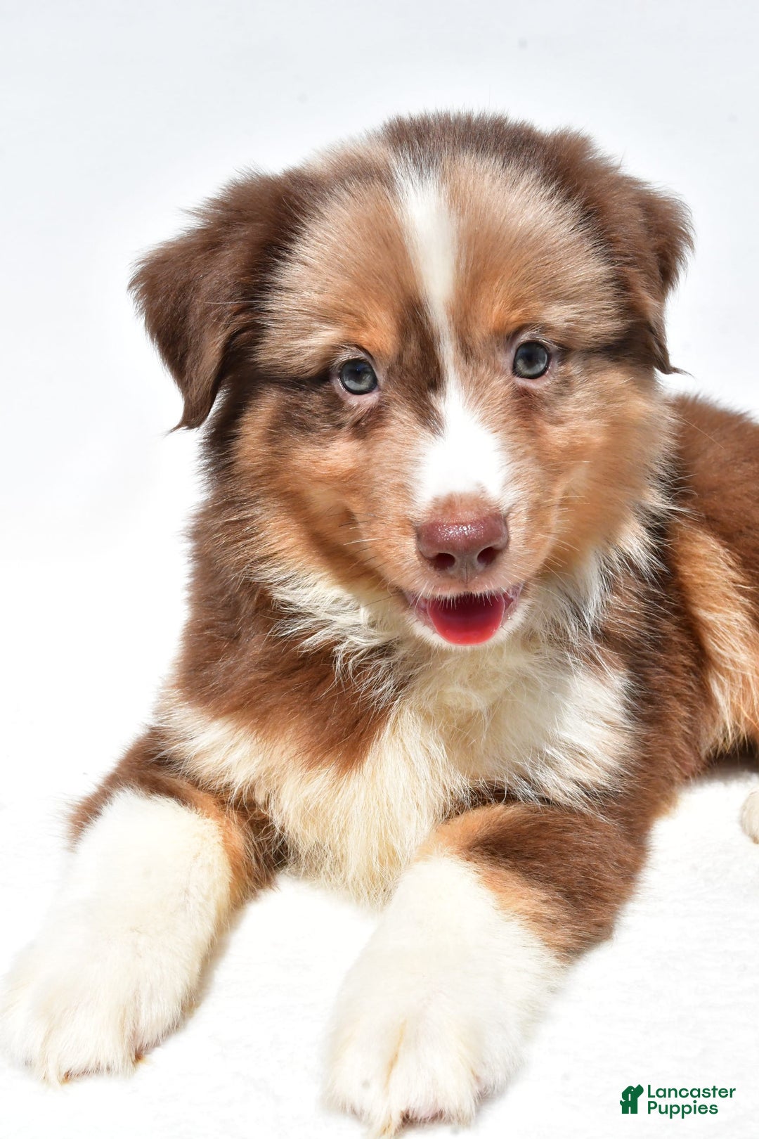 Miniature Australian Shepherd dogs for sale: Toby - Image 3