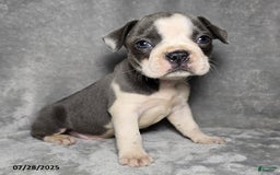 Frenchton dogs for sale: Brittany - Image 1