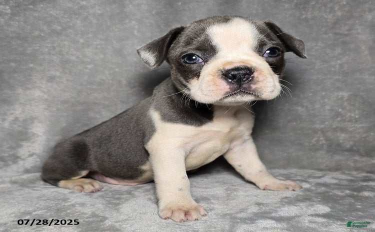 Frenchton dogs for sale - Ad 1
