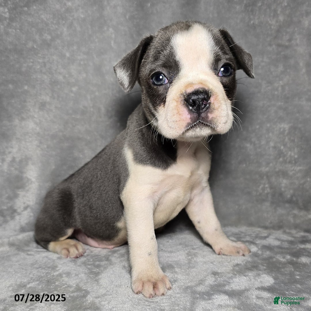 Frenchton dogs for sale: Brittany - Image 1
